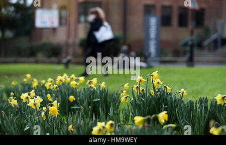 Fioritura narcisi accanto al fiume Wey a Guildford. Foto Stock