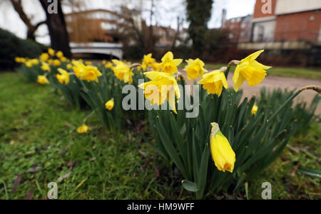 Fioritura narcisi accanto al fiume Wey a Guildford. Foto Stock