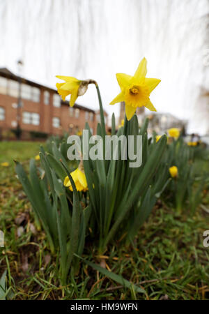 Fioritura narcisi accanto al fiume Wey a Guildford. Foto Stock