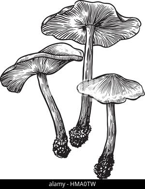 Illustrazione del fungo disegno, incisione, line art Illustrazione Vettoriale