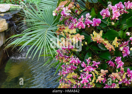 Londra, Regno Unito. 2° febbraio 2017. Rosa orchidee appendere in un display in Kew Garden annuale del Festival delle orchidee, che quest'anno celebra l'India la vibrante e colorata cultura. Il festival si svolge dal 4 febbraio al 5 marzo 2017. Credito: Stephen Chung/Alamy Live News Foto Stock