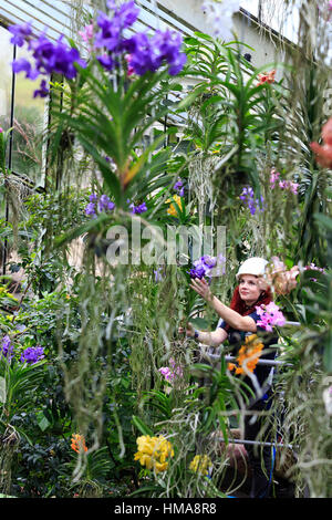 Londra, Regno Unito. 2° febbraio 2017. La principessa di Galles Conservatorio Manager e creatore del Festival Elisa Biondi lavora con vanda orchidee. Premere Anteprima del Kew Gardens 2017 Orchidee Festival che si apre al pubblico sabato 4 febbraio per la Principessa di Galles conservatorio. La XXII edizione Kew Orchid Festival è una coloratissima festa indiana di piante vivaci e cultura. Esso ha preso Kew collaboratori e volontari 1.600 ore per creare. 3.600 orchidee sono sul display fino al 5 marzo 2017. Credito: Immagini vibranti/Alamy Live News Foto Stock