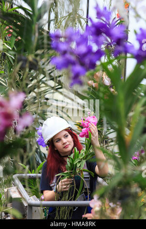 Londra, Regno Unito. 2° febbraio 2017. La principessa di Galles Conservatorio Manager e creatore del Festival Elisa Biondi lavora con vanda orchidee. Premere Anteprima del Kew Gardens 2017 Orchidee Festival che si apre al pubblico sabato 4 febbraio per la Principessa di Galles conservatorio. La XXII edizione Kew Orchid Festival è una coloratissima festa indiana di piante vivaci e cultura. Esso ha preso Kew collaboratori e volontari 1.600 ore per creare. 3.600 orchidee sono sul display fino al 5 marzo 2017. Credito: Immagini vibranti/Alamy Live News Foto Stock