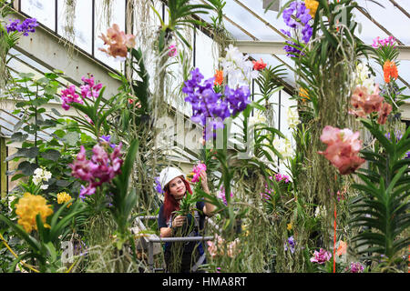 Londra, Regno Unito. 2° febbraio 2017. La principessa di Galles Conservatorio Manager e creatore del Festival Elisa Biondi lavora con vanda orchidee. Premere Anteprima del Kew Gardens 2017 Orchidee Festival che si apre al pubblico sabato 4 febbraio per la Principessa di Galles conservatorio. La XXII edizione Kew Orchid Festival è una coloratissima festa indiana di piante vivaci e cultura. Esso ha preso Kew collaboratori e volontari 1.600 ore per creare. 3.600 orchidee sono sul display fino al 5 marzo 2017. Credito: Immagini vibranti/Alamy Live News Foto Stock