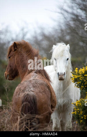 Wild montagna Carneddau ponies abituati alle rigide condizioni climatiche getting frisky nel vento nelle colline del Galles del Nord vicino al villaggio di Lixwm. Foto Stock