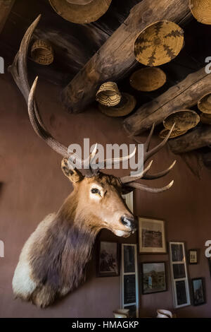 Elk supporto testina in Hubbell Trading Post, Hubbell Trading Post National Historic Site entro la Navajo Nation, Arizona, Stati Uniti d'America Foto Stock