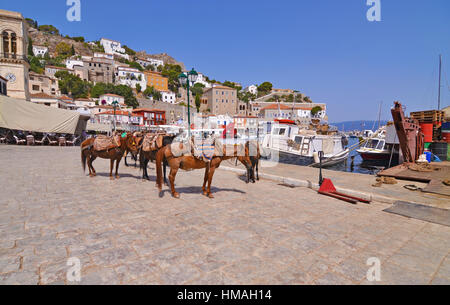 Asini a Hydra Island Golfo Saronico Grecia Foto Stock