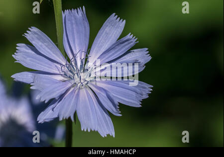 La luce blu fiore di cicoria Foto Stock