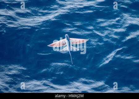 Sailfin pesci volanti, Parexocoetus brachypterus, a metà in aria, diverse centinaia di miglia al largo delle coste della Mauritania, Africa del Nord, Nord Oceano Atlantico Foto Stock