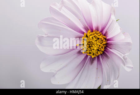 Cosmos bipinnatus Candy Stripe in fiore Foto Stock