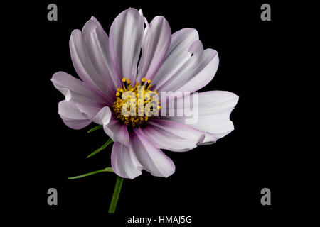 Cosmos bipinnatus Candy Stripe in fiore Foto Stock