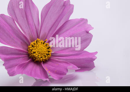 Cosmos bipinnatus Candy Stripe in fiore Foto Stock