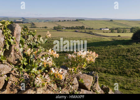 Il Vallo di Adriano: la vista dall'estremità occidentale del Peel dirupi, guardando verso sud-ovest, con caprifoglio che ornano la parete del campo Foto Stock