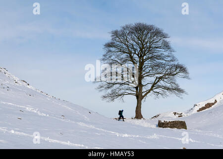 Il Vallo di Adriano: un viandante passa attraverso Sycamore Gap su un inverno nevoso del giorno Foto Stock