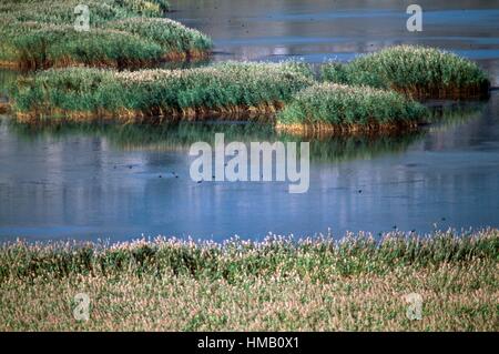 Canne al Lago palustre Stymphalia, Peloponneso e Grecia. Foto Stock