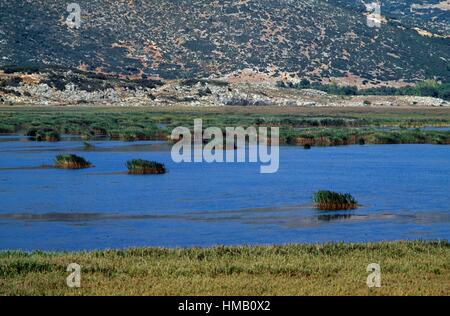 Canne al Lago palustre Stymphalia, Peloponneso e Grecia. Foto Stock