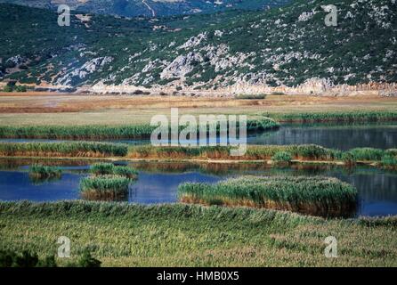 Canne al Lago palustre Stymphalia, Peloponneso e Grecia. Foto Stock