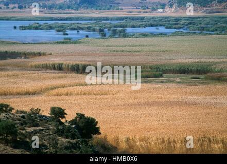 Canne al Lago palustre Stymphalia, Peloponneso e Grecia. Foto Stock