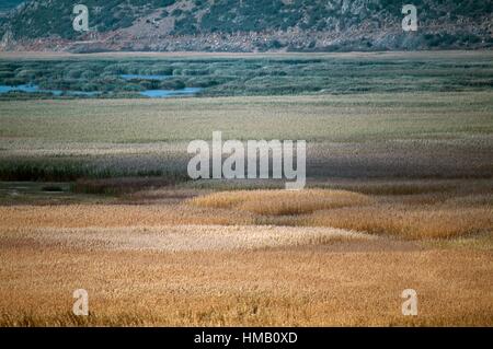 Canne al Lago palustre Stymphalia, Peloponneso e Grecia. Foto Stock