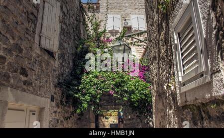 Budva, Montenegro - un tipico le strette vie del centro storico ricco di lussureggiante vegetazione mediterranea Foto Stock