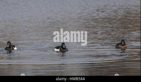 Maschio e femmina anatre Tufted, Aythya fuligula, piccolo diving duck sul lago Foto Stock