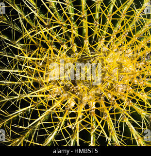 Barrel Cactus a Palm Springs California USA Foto Stock