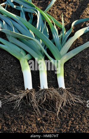 Appena sollevato i porri, allium ampeloprasum, in un orto, varietà Musselburgh. Foto Stock