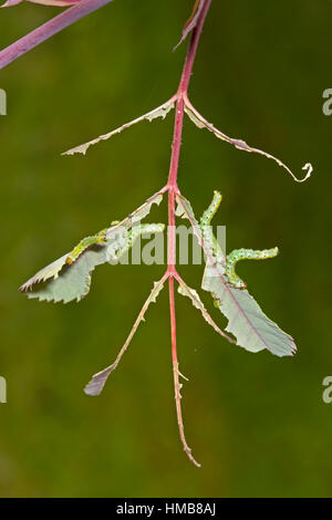 Grande Rose Sawfly - Arge pagana - larve Foto Stock