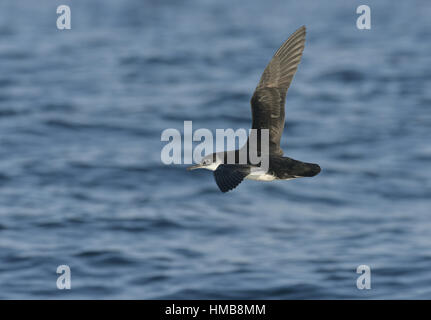 Manx Shearwater - Puffinus puffinus Foto Stock