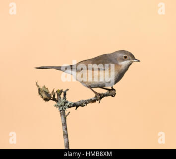 Western subalpini trillo - Sylvia cantillans Foto Stock