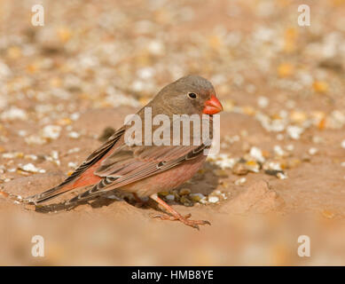 Trumpeter Finch - Bucanates githagineus - maschio Foto Stock