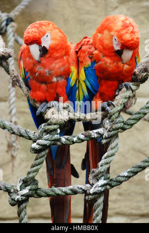 Due scarlet macaws appollaiato sulla corda in un giardino zoologico sull'Isola di Wight Foto Stock