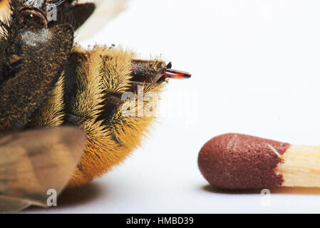 Confronta bumblebee sting e match isolati su sfondo bianco Foto Stock