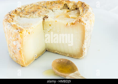 La forma di formaggio a pasta dura di miele di una crosta bloomy latte di capra, il gelo crosta, di trattamento attraverso un apposito stampo del genere Penicillium, come Penicillium Foto Stock