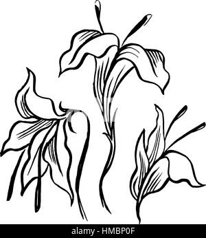 Disegno vettoriale contorno nero di lily fiori Illustrazione Vettoriale