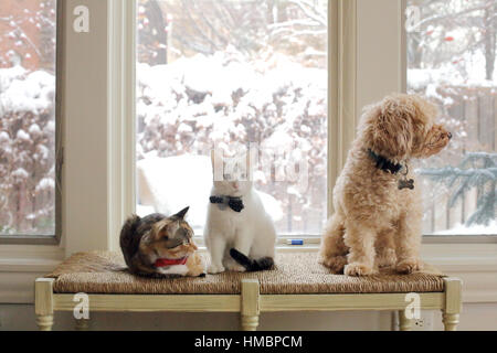 Tre animali domestici, due gatti e un cane di interagire su un banco in una stanza soleggiata. Gli animali sono molto cordiali. I gatti sono indossando bowties Foto Stock