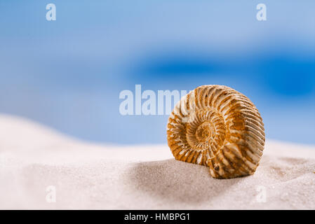 Ammonita nautilus shell sulla sabbia bianca e blu seascape sfondo Foto Stock