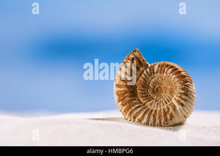 Ammonita nautilus shell sulla sabbia bianca e blu seascape sfondo Foto Stock