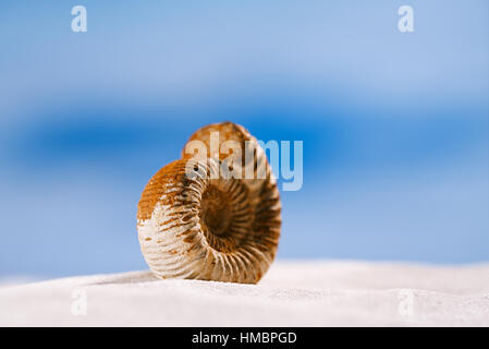 Ammonita nautilus shell sulla sabbia bianca e blu seascape sfondo Foto Stock