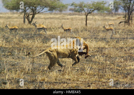 Gli animali selvatici di Africa nel loro ambiente: Lion in esecuzione con la preda in bocca Foto Stock