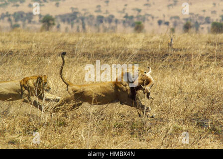 Gli animali selvatici di Africa nel loro ambiente: Lion in esecuzione con la preda in bocca Foto Stock