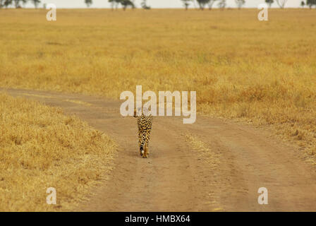 Gli animali selvatici di Africa nel loro ambiente: Cheetah, il predatore più veloce sulla terra Foto Stock
