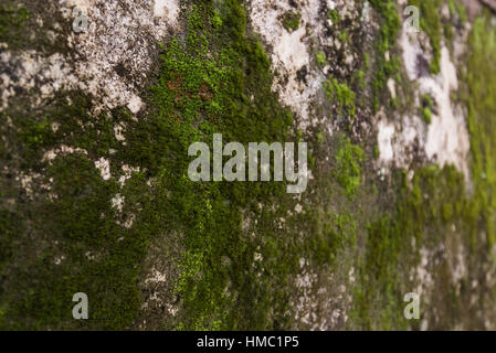 Il muschio verde sulla tomba di parete dal vecchio tempio vietnamita Foto Stock