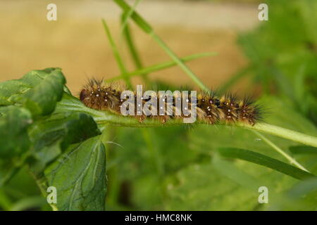 Caterpilla della farfalla della Madonna dipinta, (Vanessa kershawi). Foto Stock