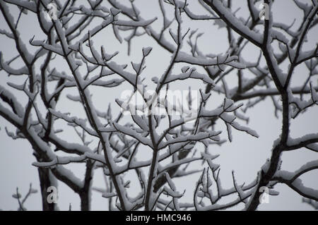 Questo bianco e nero cercando disegno astratto è casuale e sottolineatura ondulate e abbastanza bella. Esso mostra il al di sotto della coperta di neve i rami degli alberi e catki Foto Stock