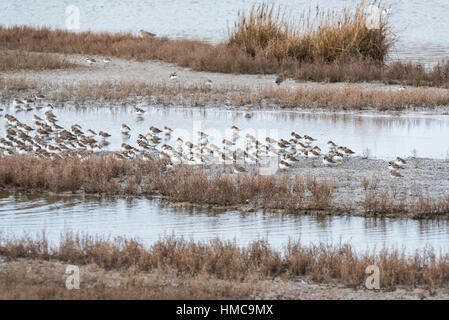 Un misto di gregge di sleeping waders principalmente Dunlin e inanellato Plovers Foto Stock