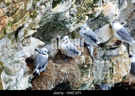 I capretti Kittiwakes ancora sul loro nido ma ci sono alcuni di quelli morti vi e un pulcino anche sorge sulla sua morte i gemelli. Foto Stock