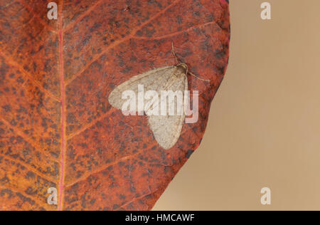 Falena invernale (Operophtera brumata), un autunno-degli insetti volanti maschio, arroccato su una foglia russet Foto Stock