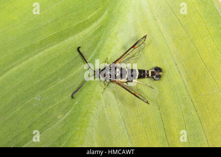 Giallo-zampe (Clearwing Synanthedon vespiformis) - Un wasp-imitano la tignola e nero con strisce gialle, arroccato su una foglia Foto Stock