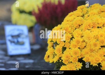 Chrysanthèmes jaunes. Foto Stock